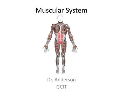 Ppt Muscular System Powerpoint Presentation Free Download Id6955734