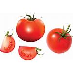 Tomato Transparent Tomatoes Clipart Background Cherry Pngimg