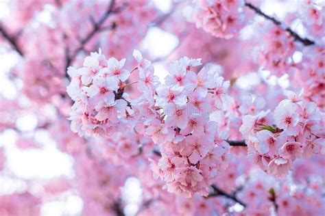Pink Cherry Blossom Beautiful Sakura Flowers During Spring Season In