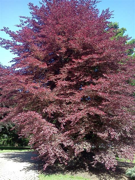 Tricolor Beech Tree Trees To Plant Front Yard Landscaping Beech Tree