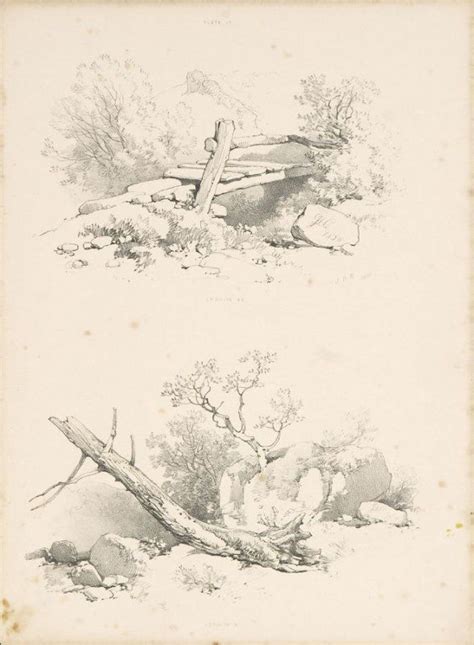 Illustration 18 In The Book Lessons On Trees London David Bogue 1850