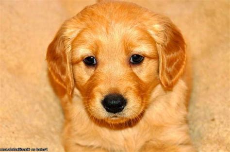 How much do golden retriever puppies cost? Golden Retriever Puppies For Adoption In Iowa | PETSIDI