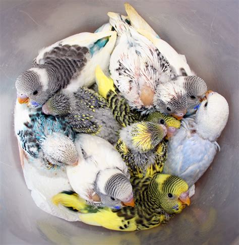 Newborn Baby Parakeets