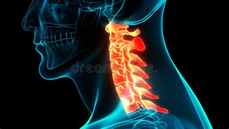 Spinal Cord Vertebral Column Cervical Vertebrae Of Human Skeleton