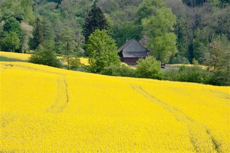 Love Nature Dont Miss These Spring Flower Tours In Switzerland