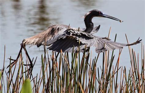 Discovering Nature In Southwest Florida Tri Color Herons