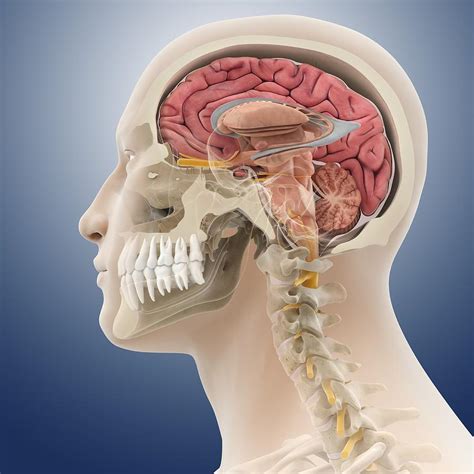 Head And Neck Anatomy Artwork Photograph By Science Photo Library