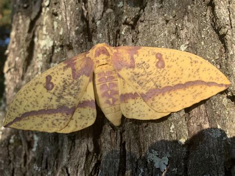 A Beautiful Imperial Moth Found In Nacogdoches Texas Rmoths