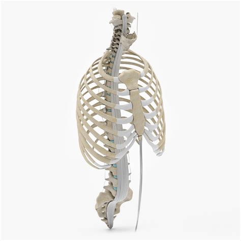 3d Human Trunk With Ligaments Turbosquid 1815132