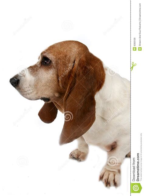 Profile Of A Dogs Big Nose And Long Ears Stock Image