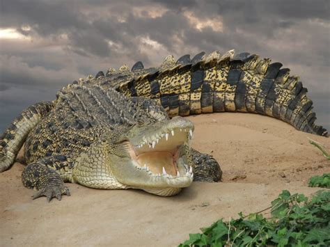 Crocodiles Decimate A Massive Bull After Pulling The Beast Into A River