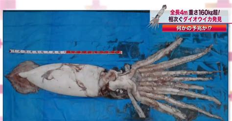 Elusive Giant Squid Found In Fishing Net Off The Coast Of Japan By