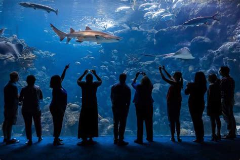 Beste Zoos Und Aquarien The Florida Aquarium 2023 Kostenlos