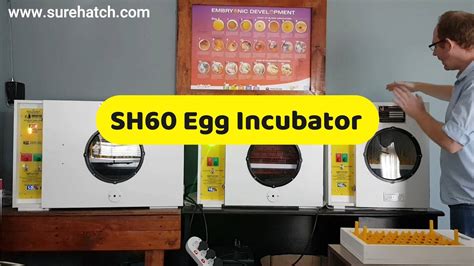 60 Egg Incubator And Hatcher Surehatch Sh60 The Surehatch Sh60