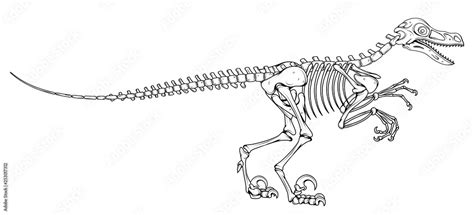 Vetor De Velociraptor Skeleton Velociraptor Fossil Velociraptor Bones