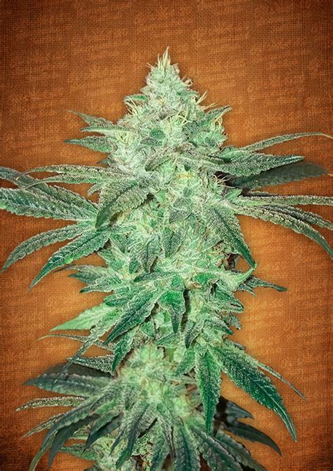 Buy Female Seeds Fast Buds Stardawg Female Seeds