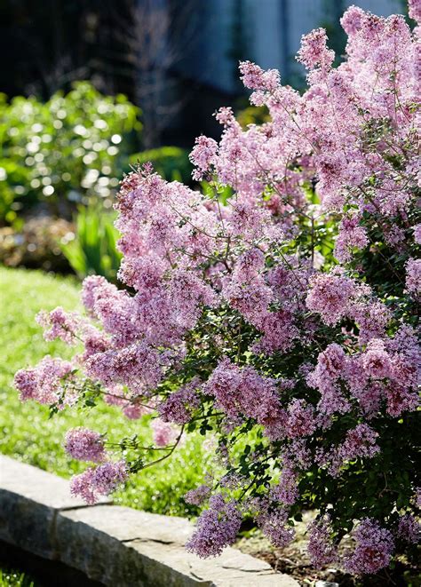 This Type Of Reblooming Lilac Has Gorgeous Full Purple Blooms And A