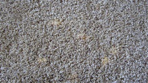 Yes you can dye carpet, dye can rejuvenate your carpet's looks and cover up stains and wear. How To Spot Dye Carpet With Rit - Carpet Vidalondon