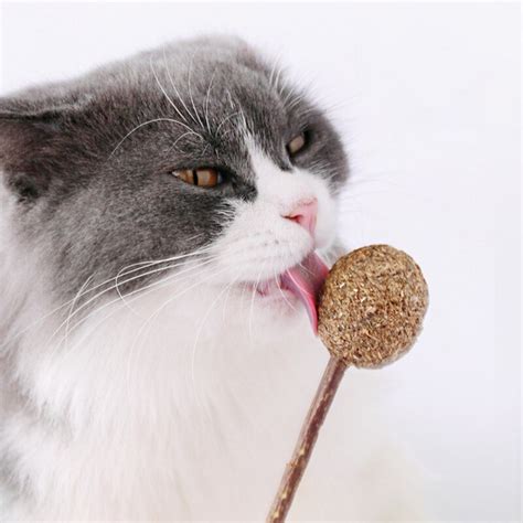 The interactive cat toothbrush can be filled with catnip and stimulates cat to chew, thus promoting teeth cleaning and preventing gum disease. Cat Teeth Cleaning ToysTreats Catnip Lollipop with Organic ...