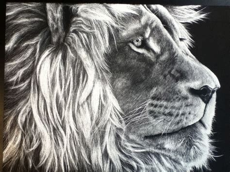 Black And White Lion Scratch Art Art Pinterest Scratch Art Lions