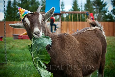 Goats Birthday Party Nubian Goat Enjoys Her First Birthda Flickr