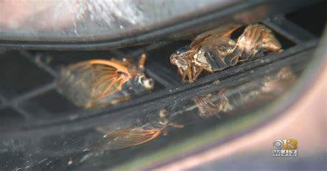 Cicadas Could Cause Your Car To Overheat Aaa Says Cbs Baltimore