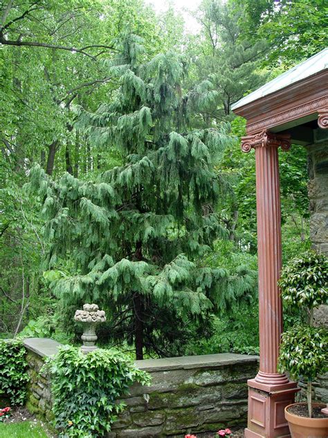 Weeping Alaska Cedar Garden Housecalls Backyard Trees Cedar Trees