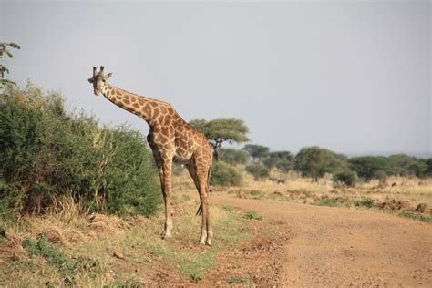 Giraffe Afrika Safari Kostenloses Foto Auf Pixabay Pixabay