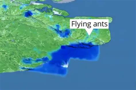 Flying Ant Day Video Shows Hundreds Of Flying Ants Swarm On Car At Devon Beach Devon Live