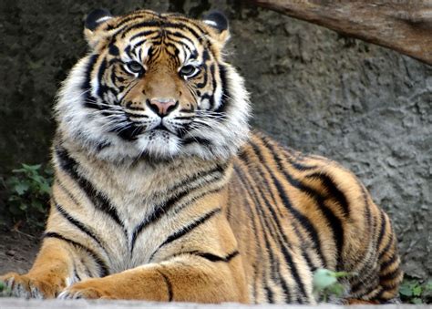 Bksda Catat Populasi Harimau Sumatera Di Sumbar Tinggal 120 Ekor