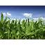Corn Crop Background – Soil Test Pro