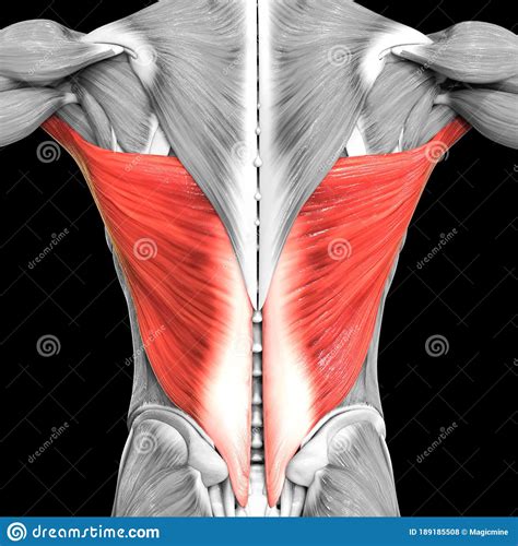 Muscle Anatomy Of Torso Illustration