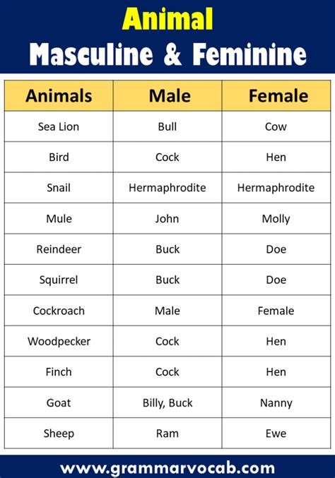 List Of Masculine And Feminine Gender Of Animals Grammarvocab