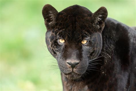 Black Jaguar Symbolic Animal Adoptions From Wwf
