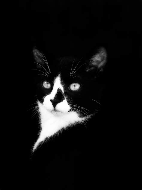 949 free images of black kitten. black and white (With images) | Cat photography, Super ...