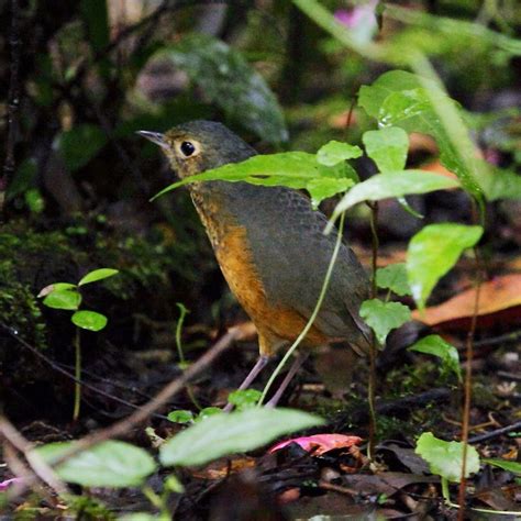 The Speckle Breasted Antpitta Hylopezus Nattereri Is A Species Of