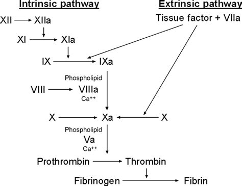 Schematic Of The Intrinsic And Extrinsic Pathways Of The Coagulation Download Scientific
