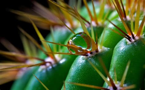 Wallpaper Nature Grass Branch Insect Green Cactus Dew Thorns