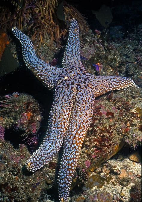 Pisaster Giganteus Also Known Giant Sea Star Orderforcipulatida
