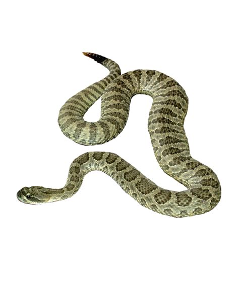 Snake Png Image Picture Download Free