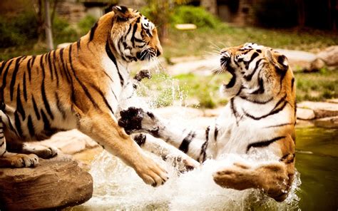 Wallpaper Of Animal Two Tigers Playing In Th Water Free Wallpaper World