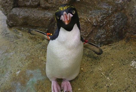We welcome readers to submit letters regarding articles and content in detroit metro times. Watch penguins at The Detroit Zoo march into their new ...