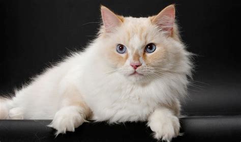 The Ragamuffin Cat Breed Pictures Information And Characteristics