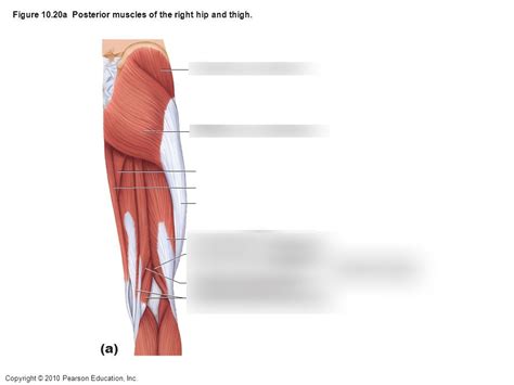 Posterior Hip And Thigh Muscles Diagram Quizlet