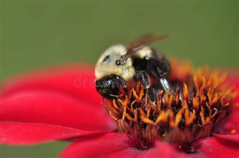 Bee On Flower Stock Photo Image Of Pink Green Close 25231436