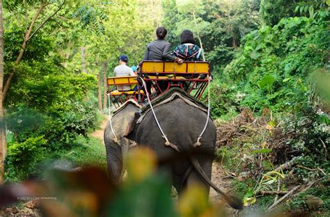 When it comes to elephant trekking in phuket then the best option undoubtedly is the most reputed siam safari. ปักพินโดย Kok Chang safari ใน Elephant trekking