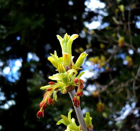 Maple Tree Buds Photograph By Janice Robertson Fine Art America