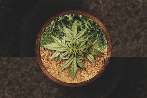 The Beginners Guide To Cannabis Cultivation In Coco Coir Rqs Blog