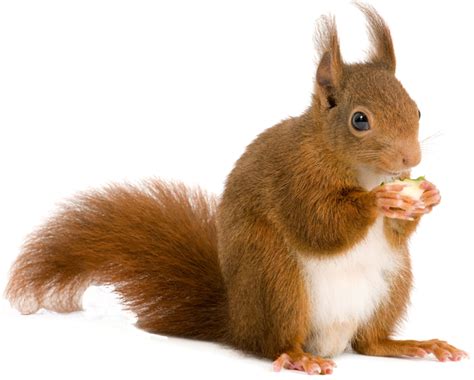 Squirrel Png Transparent Image Download Size 670x538px