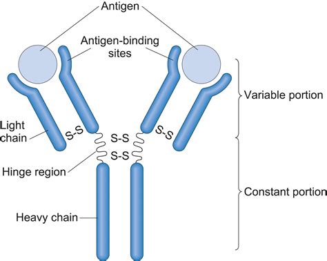 Draw A Well Labeled Diagram Of An Antibody Molecule Porn Sex Picture